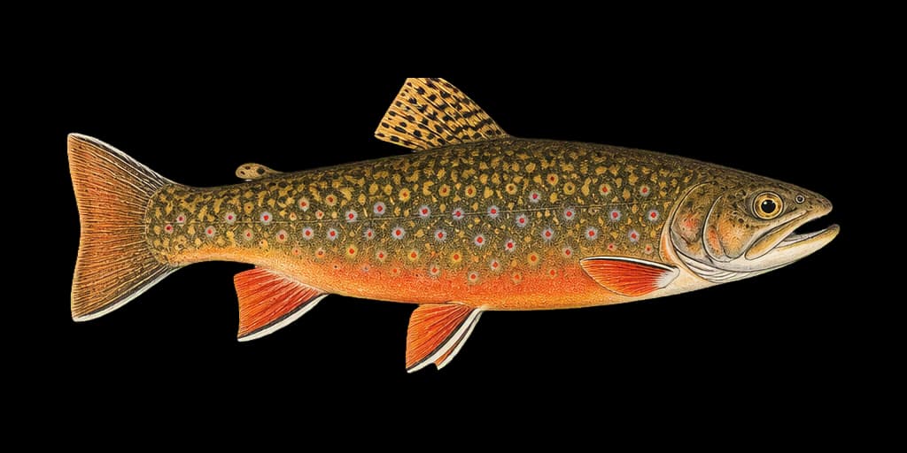 Vintage illustration of a brook trout