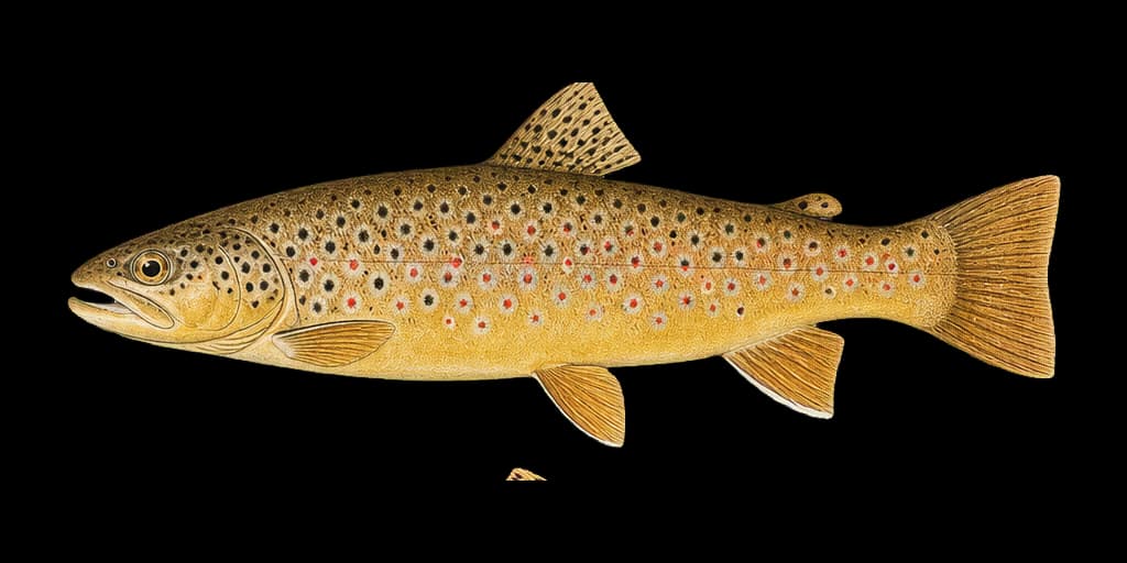 Vintage illustration of a brown trout